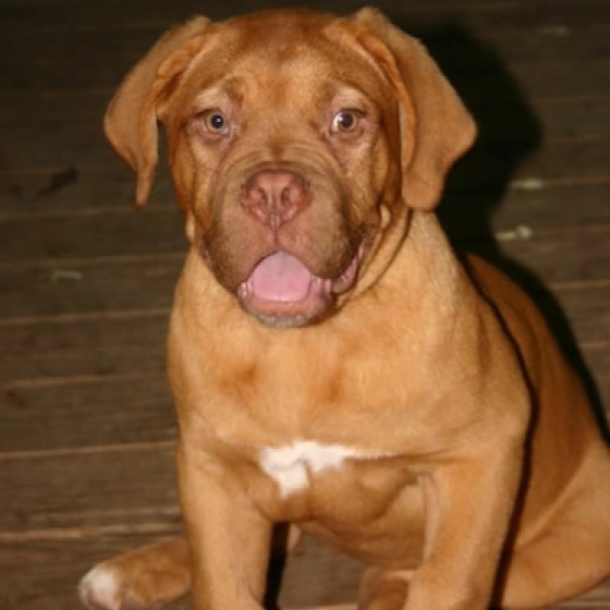 Aida - Dogo de Burdeos, EuroPuppy review from Estados Unidos