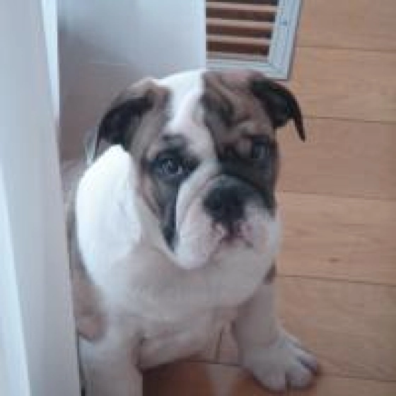 Mr Spock - Bulldog Inglés, EuroPuppy review from Hungría