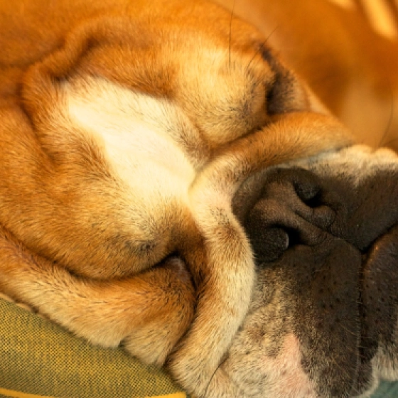 Biggie - Englische Bulldogge, EuroPuppy review from Katar