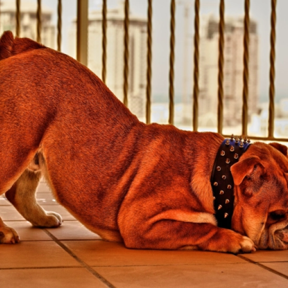 Biggie - English Bulldog, EuroPuppy review from Qatar