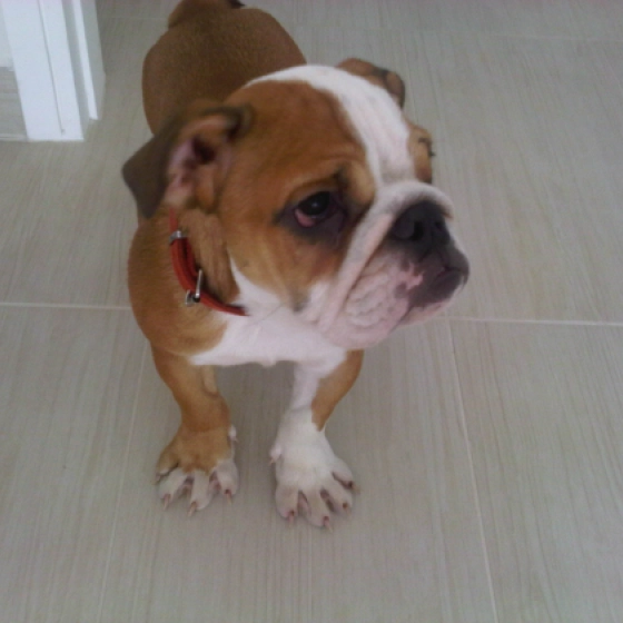 Charade - English Bulldog, EuroPuppy review from United Arab Emirates