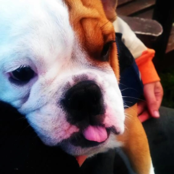 Duffy (London) - English Bulldog, EuroPuppy review from Norway