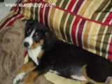 Pixie - Entlebucher Sennenhund, EuroPuppy review from USA