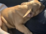 Flora - Bulldog Francés, EuroPuppy review from Estados Unidos
