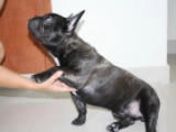 Jack - Bulldog Francés, EuroPuppy review from Emiratos Árabes Unidos