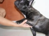 Jack - Bulldog Francés, EuroPuppy review from Emiratos Árabes Unidos