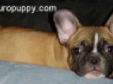 Kahlua - Französische Bulldogge, EuroPuppy review from USA