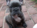 Andre - Bulldog Francés, EuroPuppy review from Estados Unidos