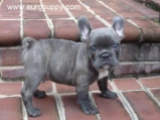 Andre - Bulldog Francés, EuroPuppy review from Estados Unidos