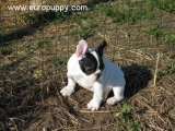 Juliette - Bulldog Francés, EuroPuppy review from Italia
