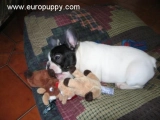Juliette - Bulldog Francés, EuroPuppy review from Italia