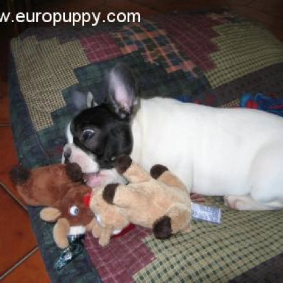 Juliette - Französische Bulldogge, EuroPuppy review from Italien