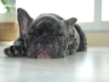 Napoleon - Bulldog Francés, EuroPuppy review from Emiratos Árabes Unidos
