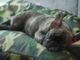 Napoleon - Bulldog Francés, EuroPuppy review from Emiratos Árabes Unidos