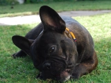Newton - Bulldog Francés, EuroPuppy review from Emiratos Árabes Unidos