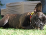 Newton - Bulldog Francés, EuroPuppy review from Emiratos Árabes Unidos