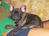 Otis - Bulldog Francés, EuroPuppy review from Emiratos Árabes Unidos