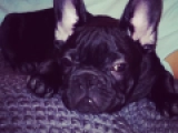 Caesar - Französische Bulldogge, EuroPuppy review from Vereinigte Arabische Emirate