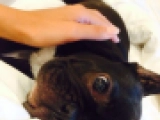 Jacques - Bulldog Francés, EuroPuppy review from Emiratos Árabes Unidos