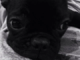 Jacques - Bulldog Francés, EuroPuppy review from Emiratos Árabes Unidos