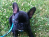 I C Gibs - Französische Bulldogge, EuroPuppy review from USA