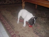 Oreo - French Bulldog, EuroPuppy review from Germany