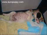 Gotti - French Bulldog, EuroPuppy review from United States