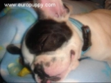 Gotti - French Bulldog, EuroPuppy review from United States