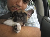 Godion - Bulldog Francés, EuroPuppy review from Estados Unidos