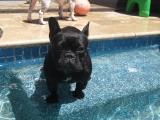 Diva - Bulldog Francés, EuroPuppy review from Estados Unidos