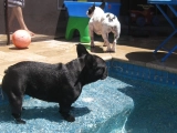 Diva - Bulldog Francés, EuroPuppy review from Estados Unidos