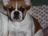 Ana - Bulldog Francés, EuroPuppy review from Estados Unidos