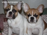 Ana - Bulldog Francés, EuroPuppy review from Estados Unidos