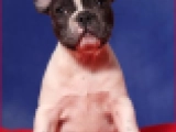Blue Pied Female - French Bulldog, EuroPuppy review from Germany