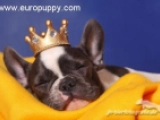 Blue Pied Female - French Bulldog, EuroPuppy review from Germany
