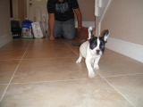Panda - Bulldog Francés, EuroPuppy review from Estados Unidos