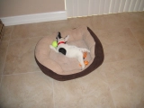 Panda - Bulldog Francés, EuroPuppy review from Estados Unidos