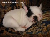 Sumo - Französische Bulldogge, EuroPuppy review from Deutschland