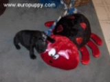 Meggie - Bulldog Francés, EuroPuppy review from Estados Unidos