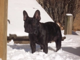 Athos, Nahka - Französische Bulldogge, EuroPuppy review from USA
