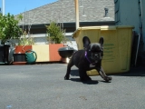 Nessa - Bulldog Francés, EuroPuppy review from Estados Unidos