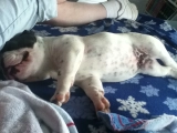 Jinx - Bulldog Francés, EuroPuppy review from Estados Unidos