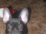 Black Pearl - Bulldog Francés, EuroPuppy review from Estados Unidos