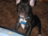 Black Pearl - Bulldog Francés, EuroPuppy review from Estados Unidos