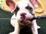Milo - French Bulldog, EuroPuppy review from United States