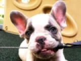 Milo - French Bulldog, EuroPuppy review from United States