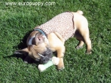 Kahlua - Bulldog Francés, EuroPuppy review from Estados Unidos