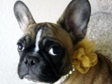 Kahlua - Bulldog Francés, EuroPuppy review from Estados Unidos