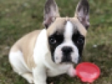 Gideon - Bulldog Francés, EuroPuppy review from Alemania