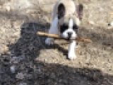 Gideon - Bulldog Francés, EuroPuppy review from Alemania